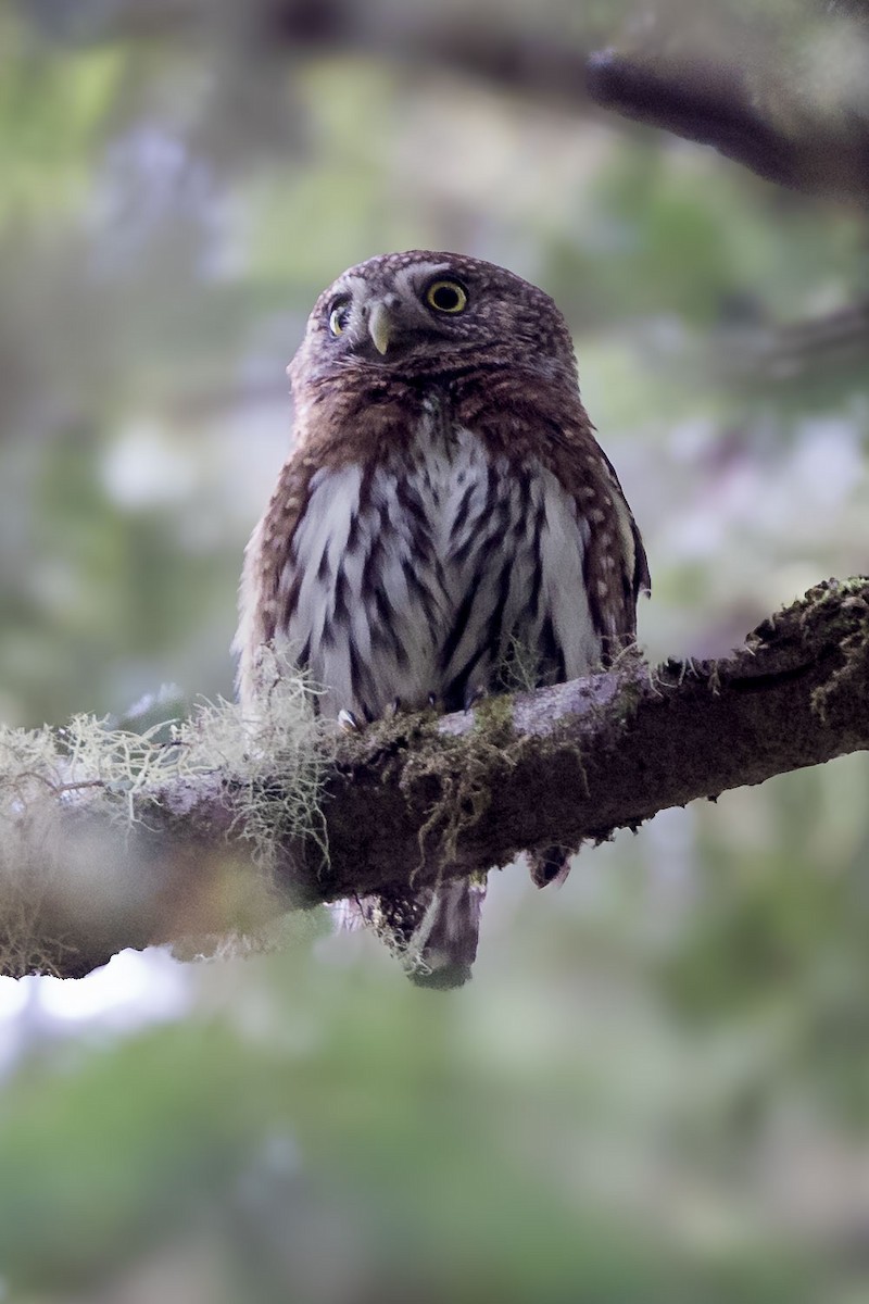Northern Pygmy-Owl - ML632933664