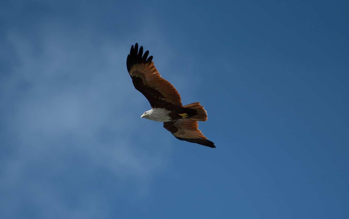 Brahminy Kite - ML632933739