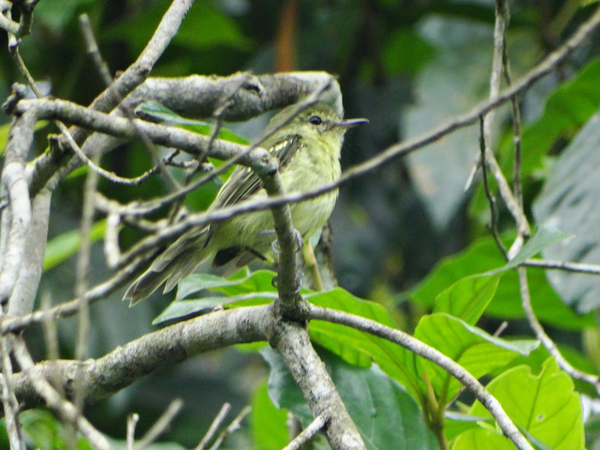 Restinga Tyrannulet - ML632934226