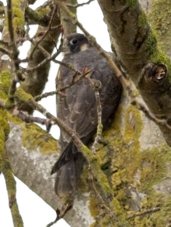 Peregrine Falcon - ML632934275