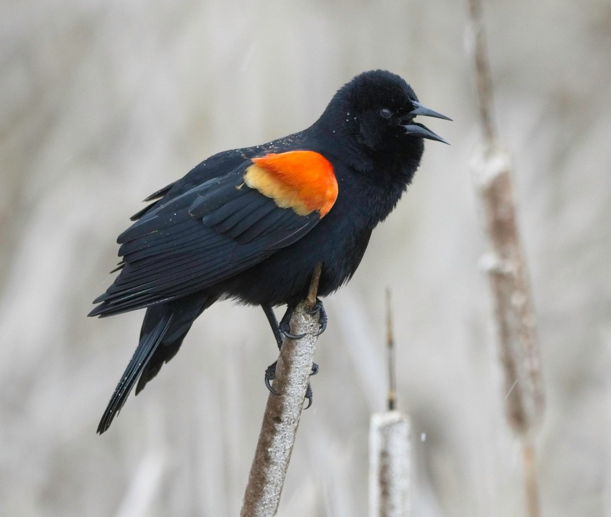Red-winged Blackbird - ML632934306