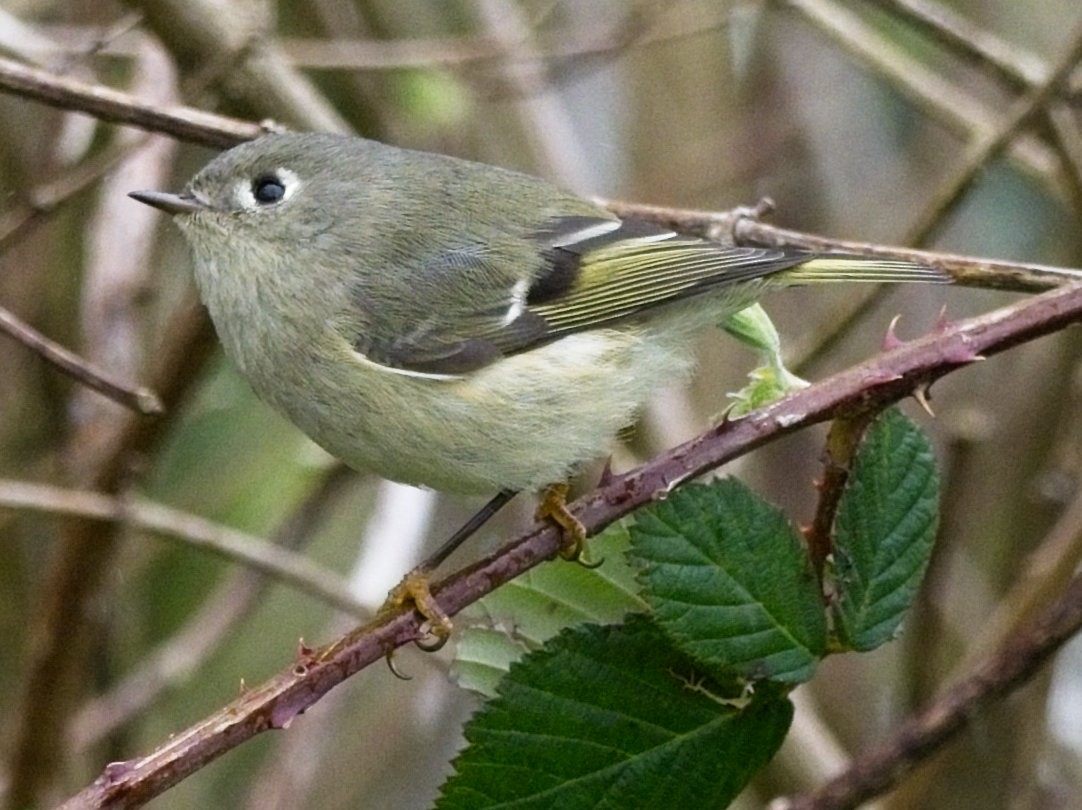 Ruby-crowned Kinglet - ML632934313