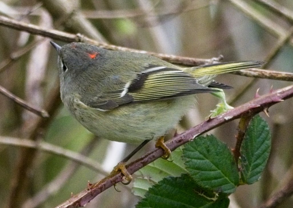 Ruby-crowned Kinglet - ML632934314