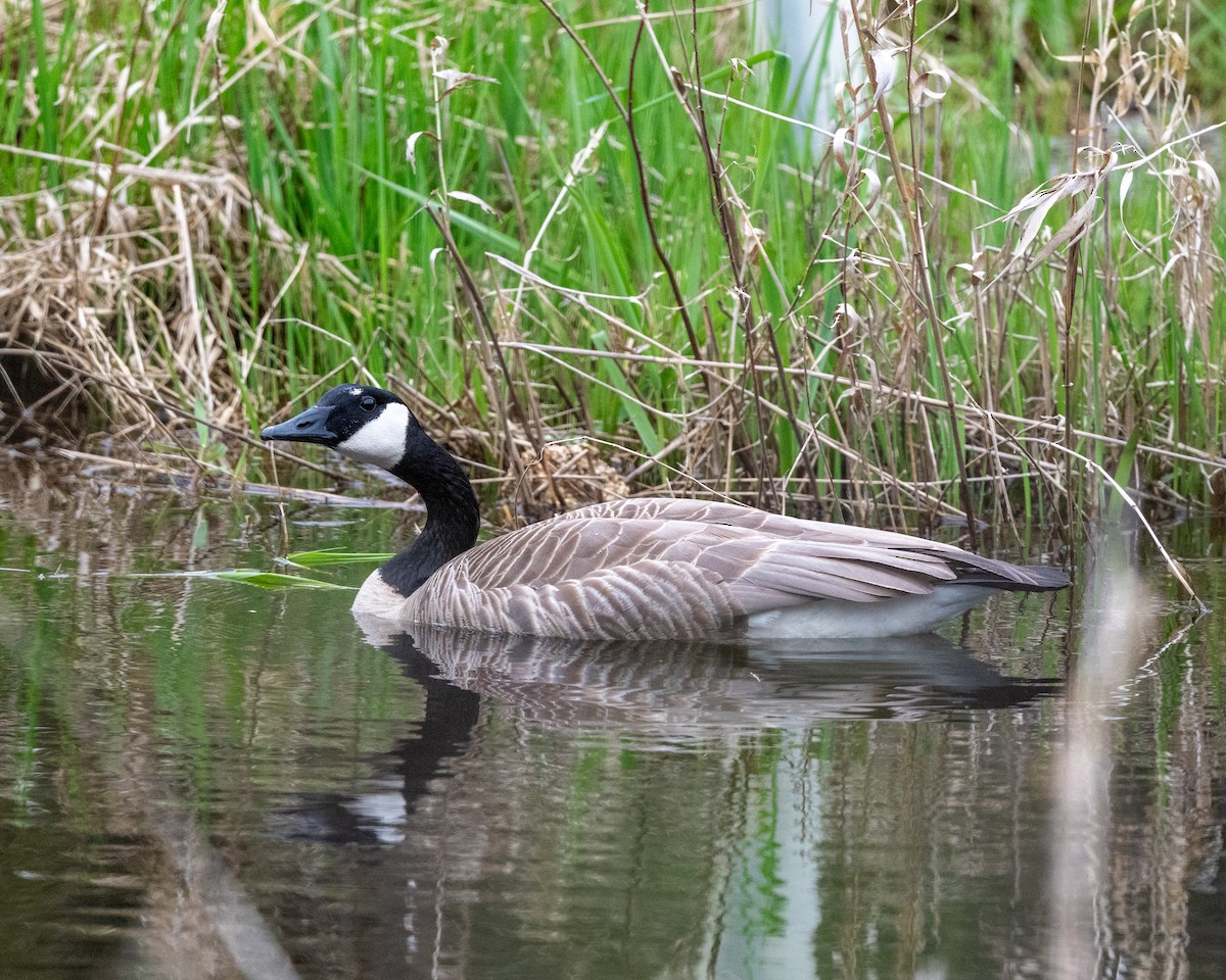 Canada Goose - ML632934372