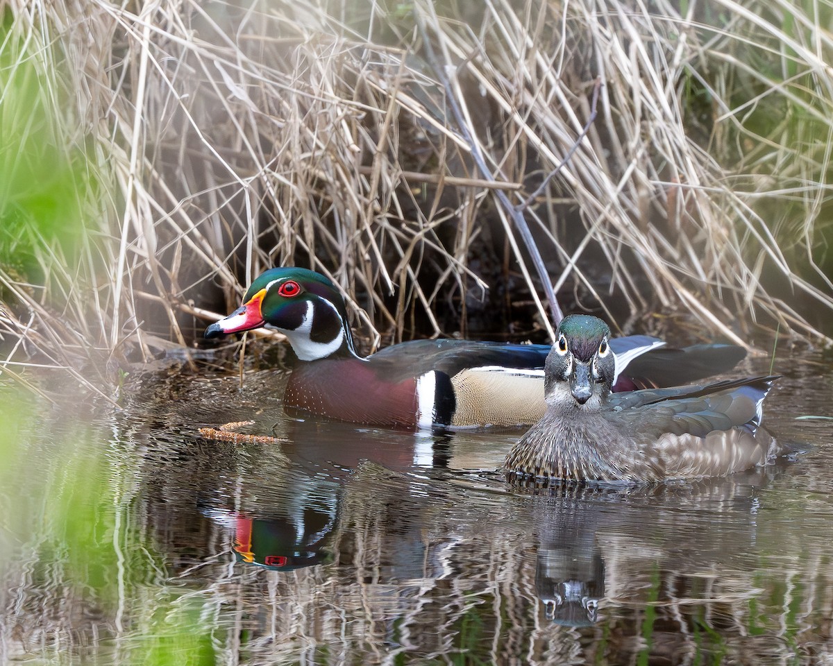 Wood Duck - ML632934395