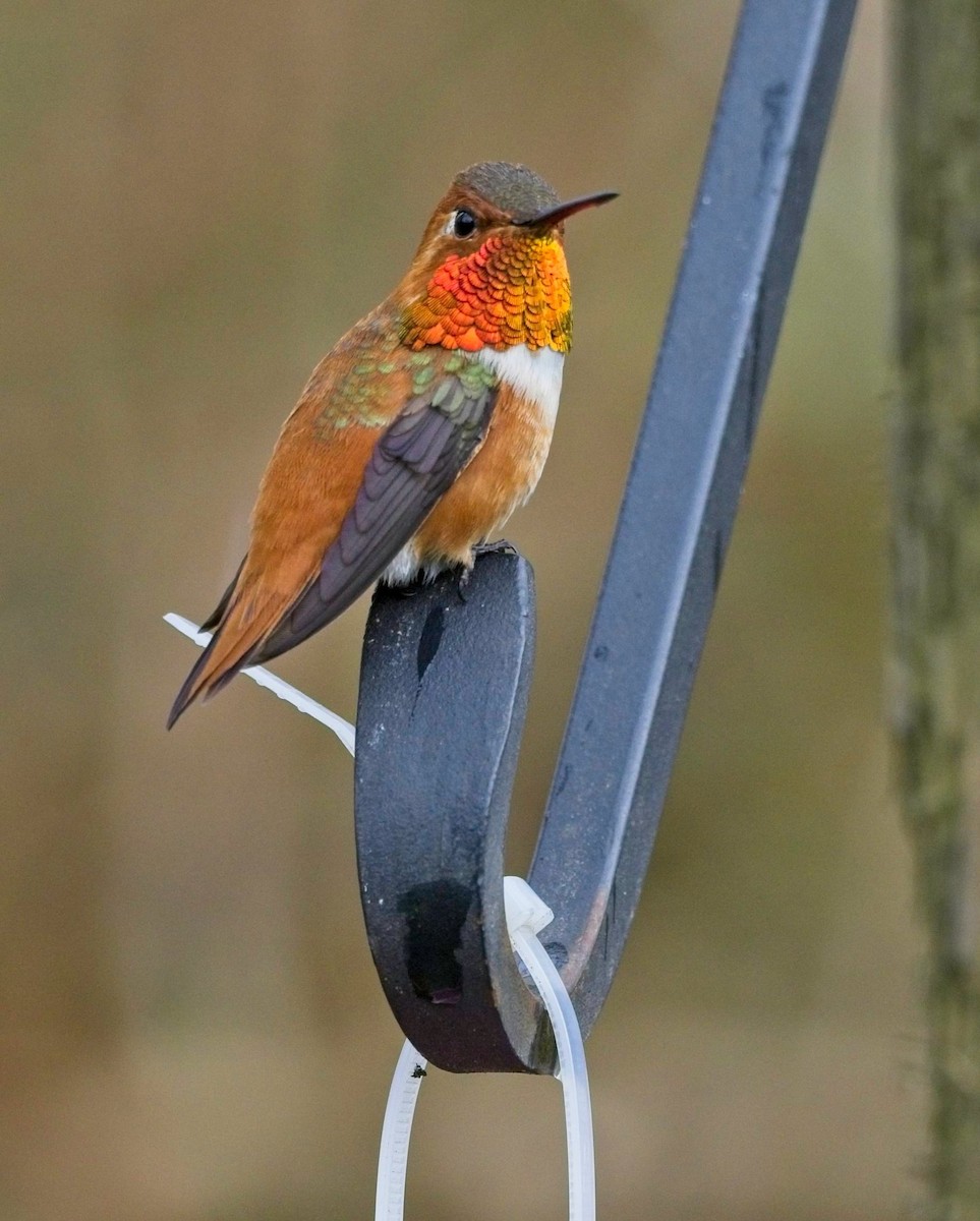 Rufous Hummingbird - ML632934414