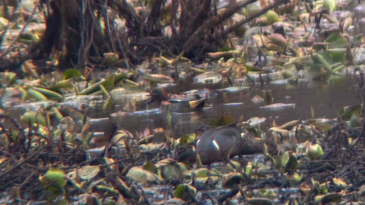 Green-winged Teal (Eurasian) - ML632934427