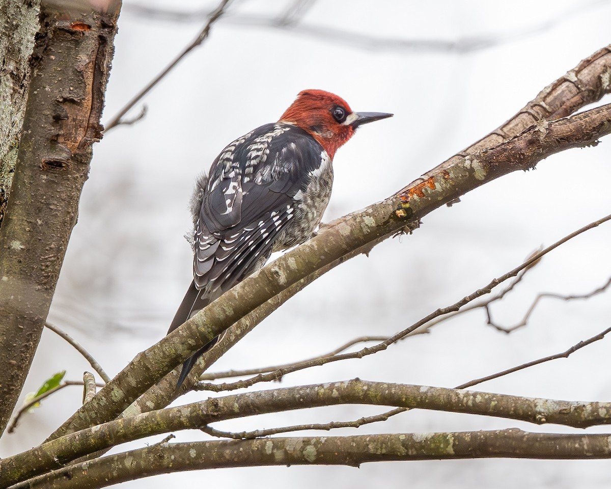 Red-breasted Sapsucker - ML632934436