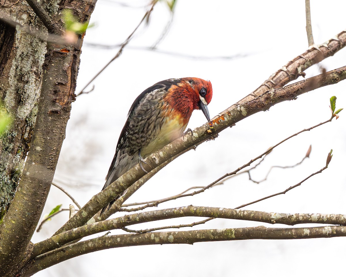 Red-breasted Sapsucker - ML632934437
