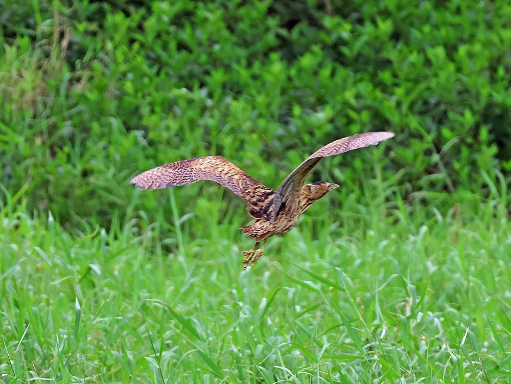 Eurasian Bittern - ML632934445
