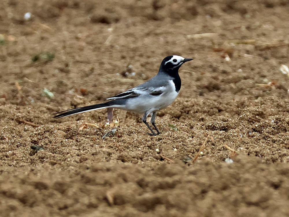 White Wagtail - ML632934472