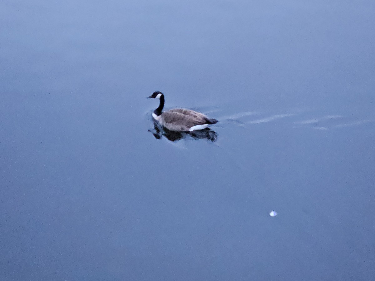 Canada Goose - ML632934523