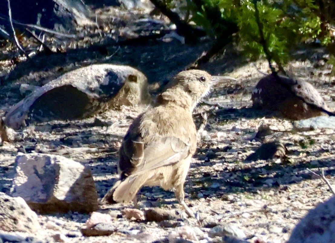 White-throated Cacholote - ML632934571