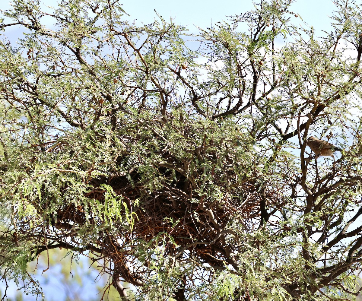 White-throated Cacholote - ML632934575