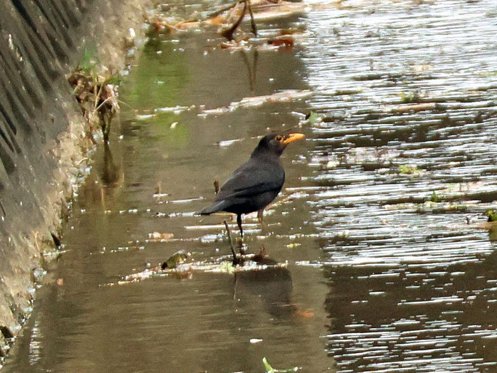 Chinese Blackbird - ML632934586