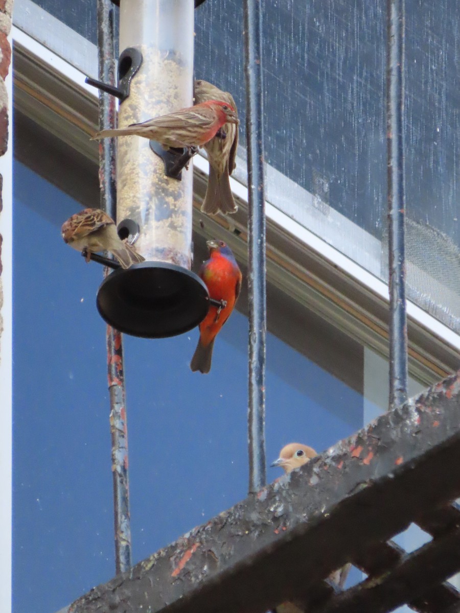 Painted Bunting - ML632934602