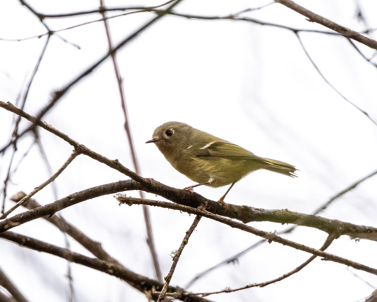 Ruby-crowned Kinglet - ML632934614