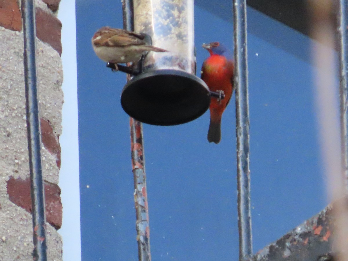 Painted Bunting - ML632934621