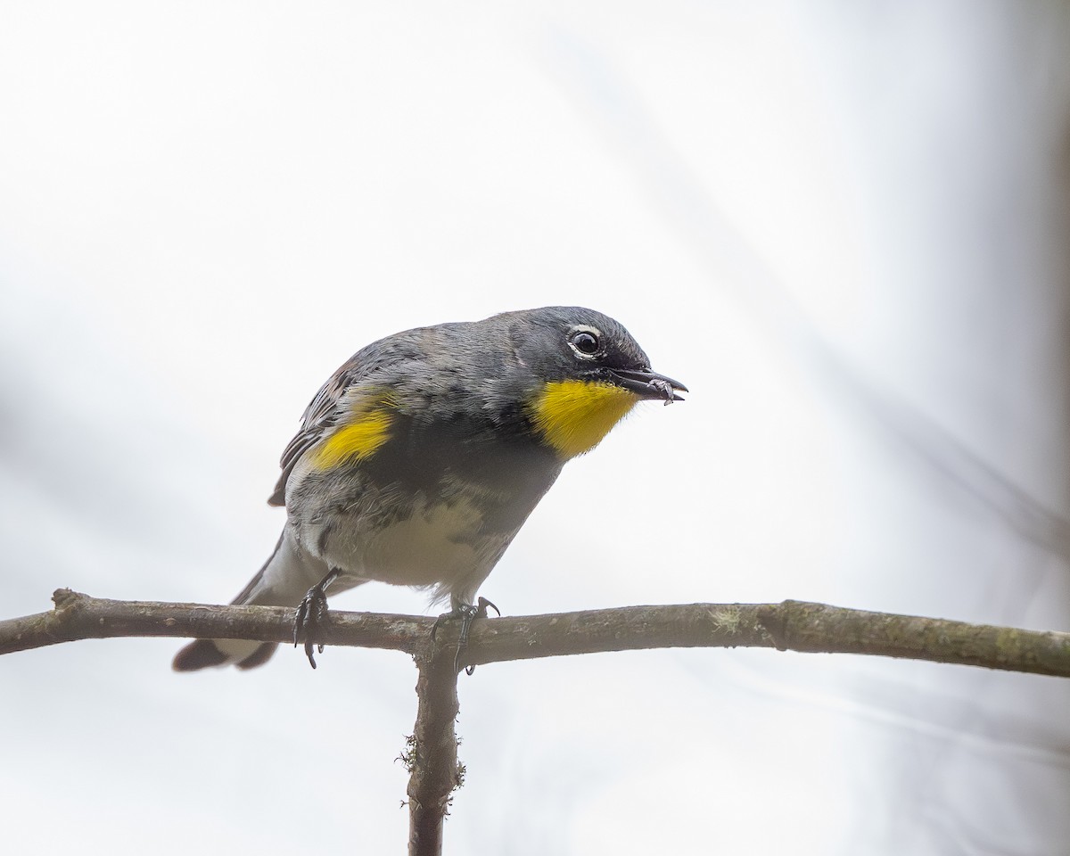 Yellow-rumped Warbler - ML632934629