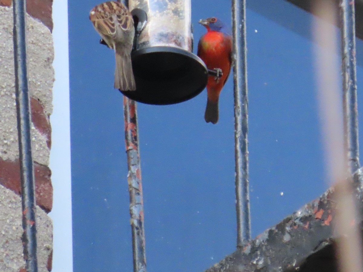Painted Bunting - ML632934630