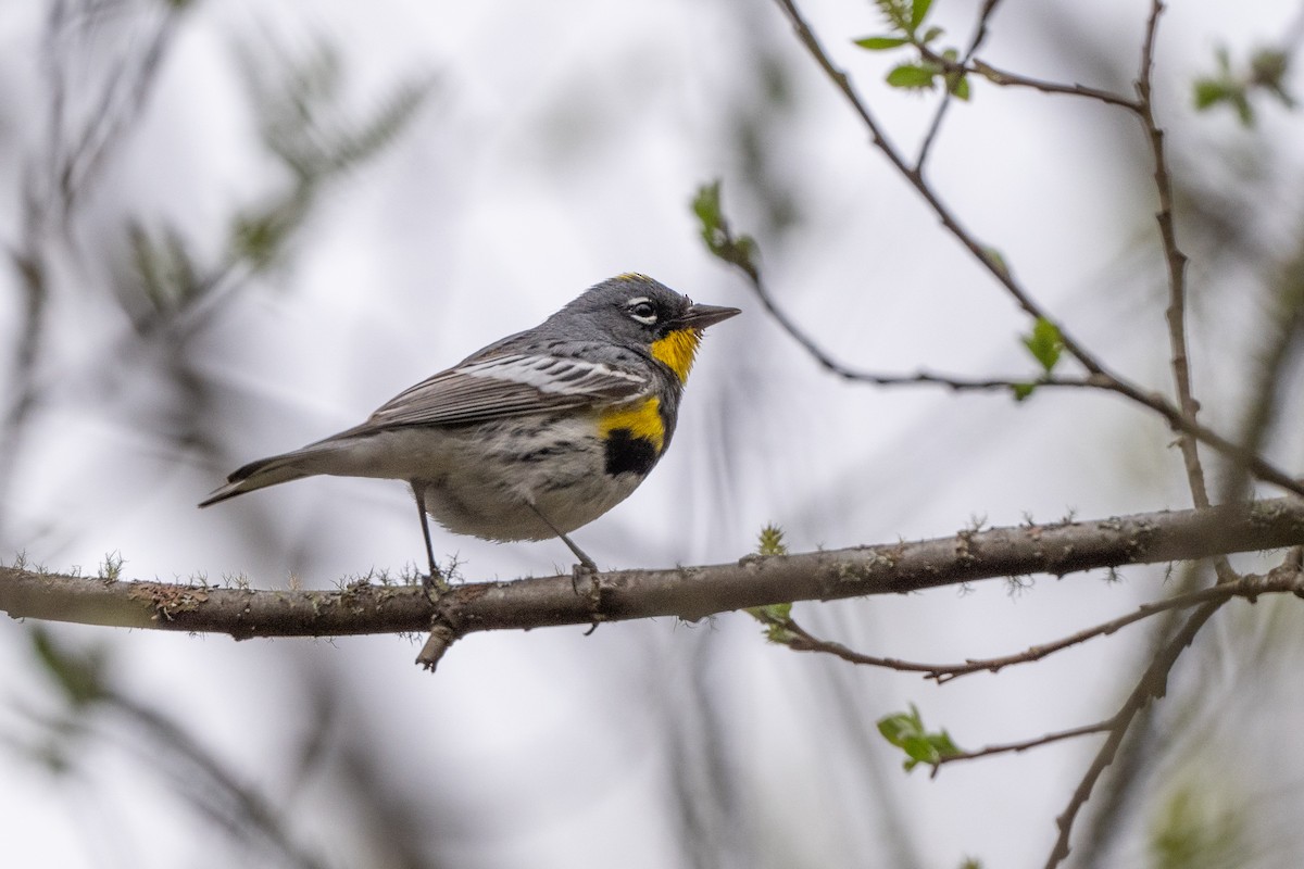Yellow-rumped Warbler - ML632934636