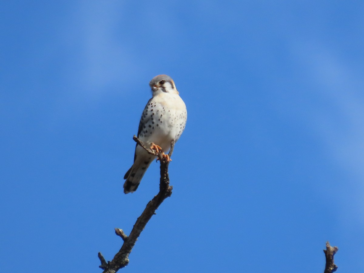 American Kestrel - ML632934642