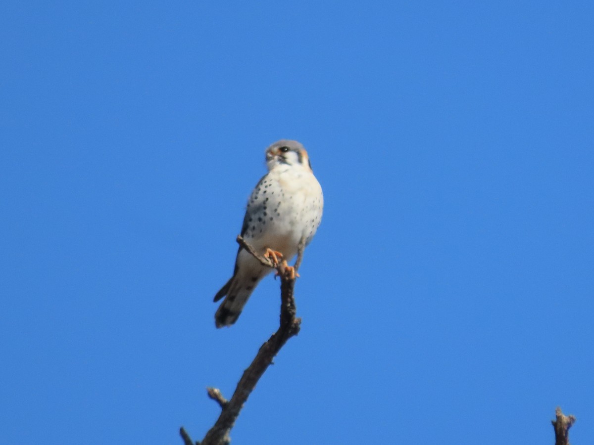 American Kestrel - ML632934646