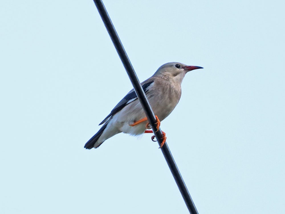 Red-billed Starling - ML632934776