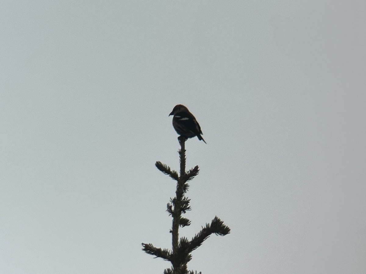 White-winged Crossbill - ML632934929