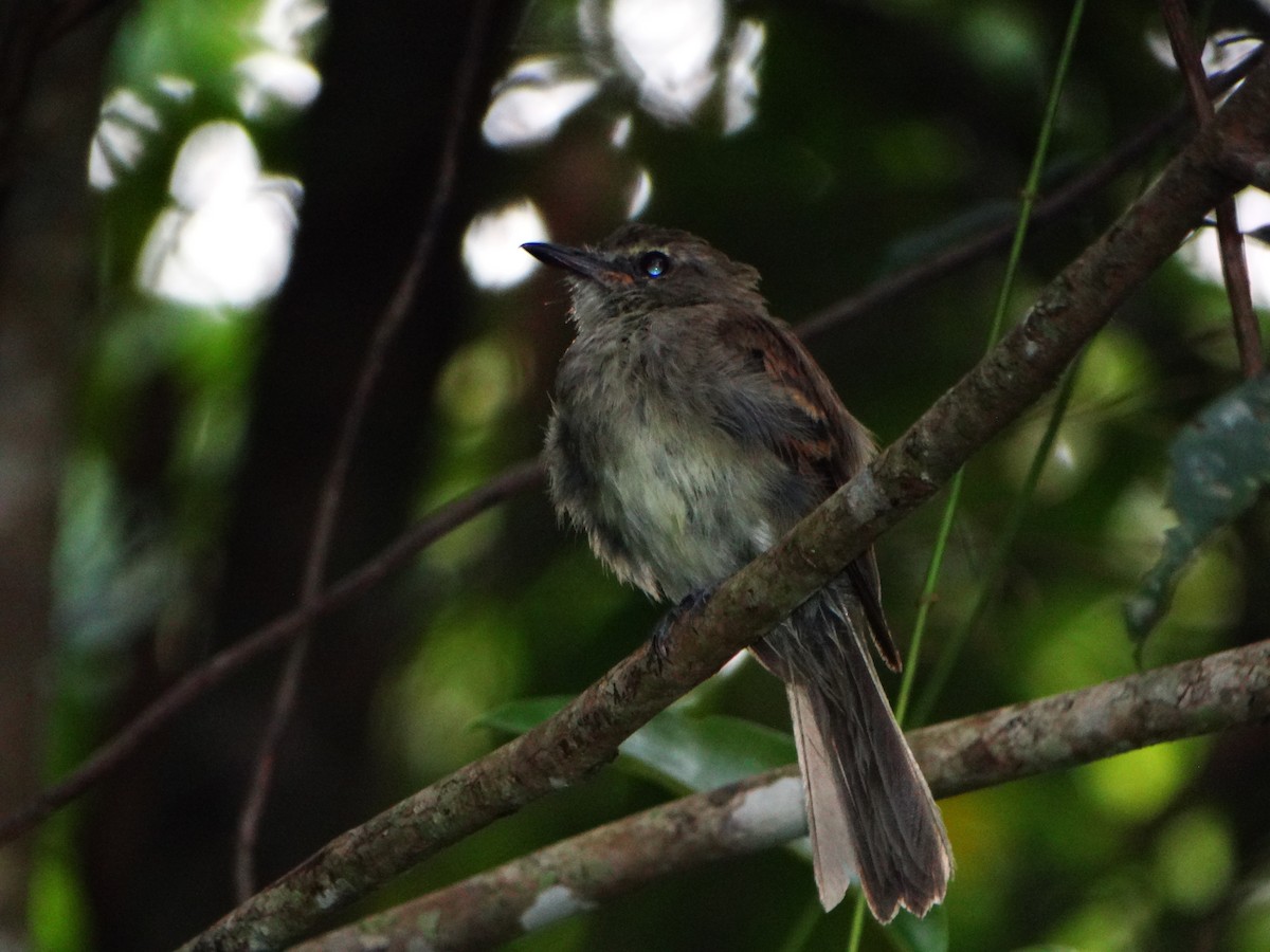 Fuscous Flycatcher - ML632935017
