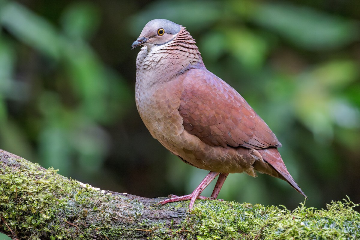White-throated Quail-Dove - ML632935269