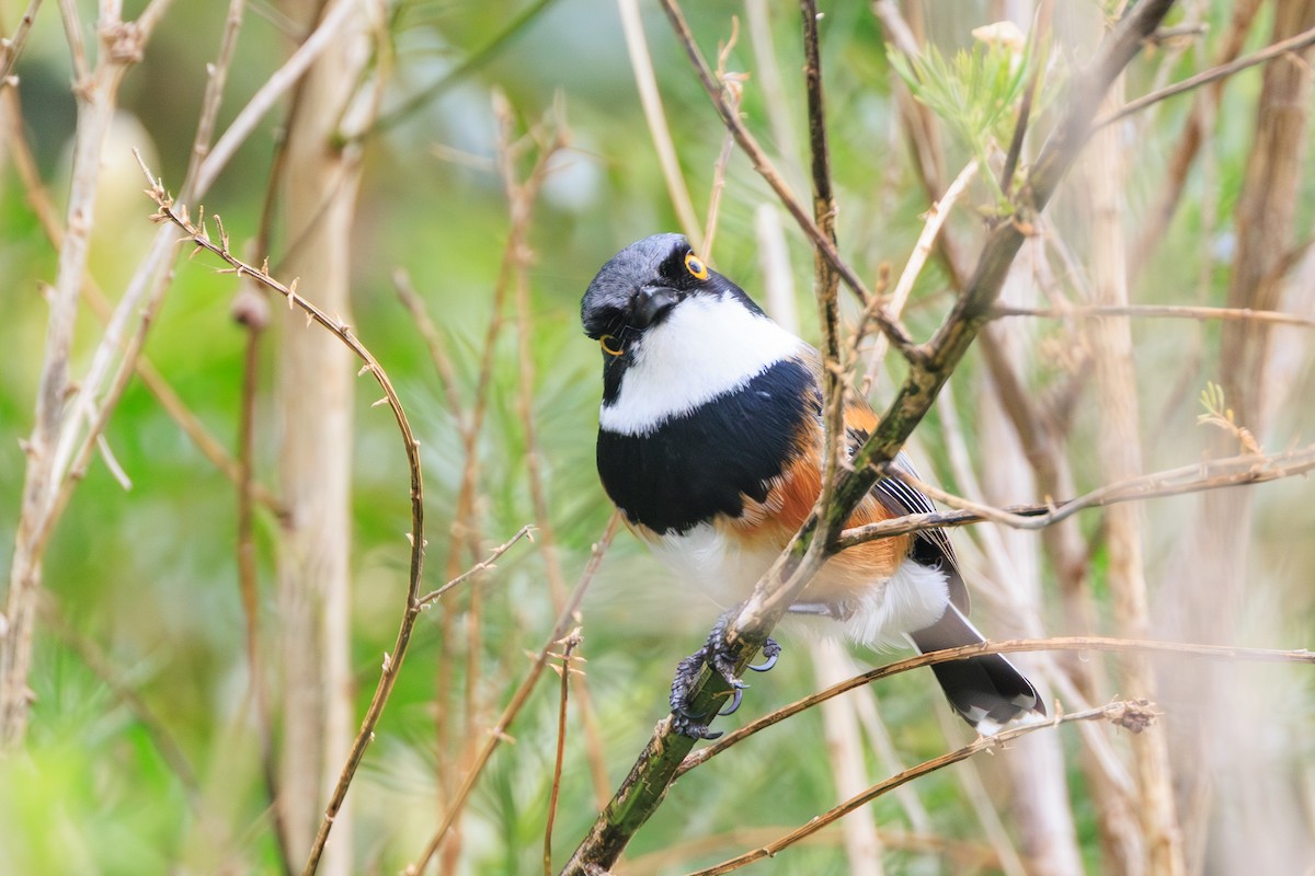 Cape Batis (Cape) - ML632935298