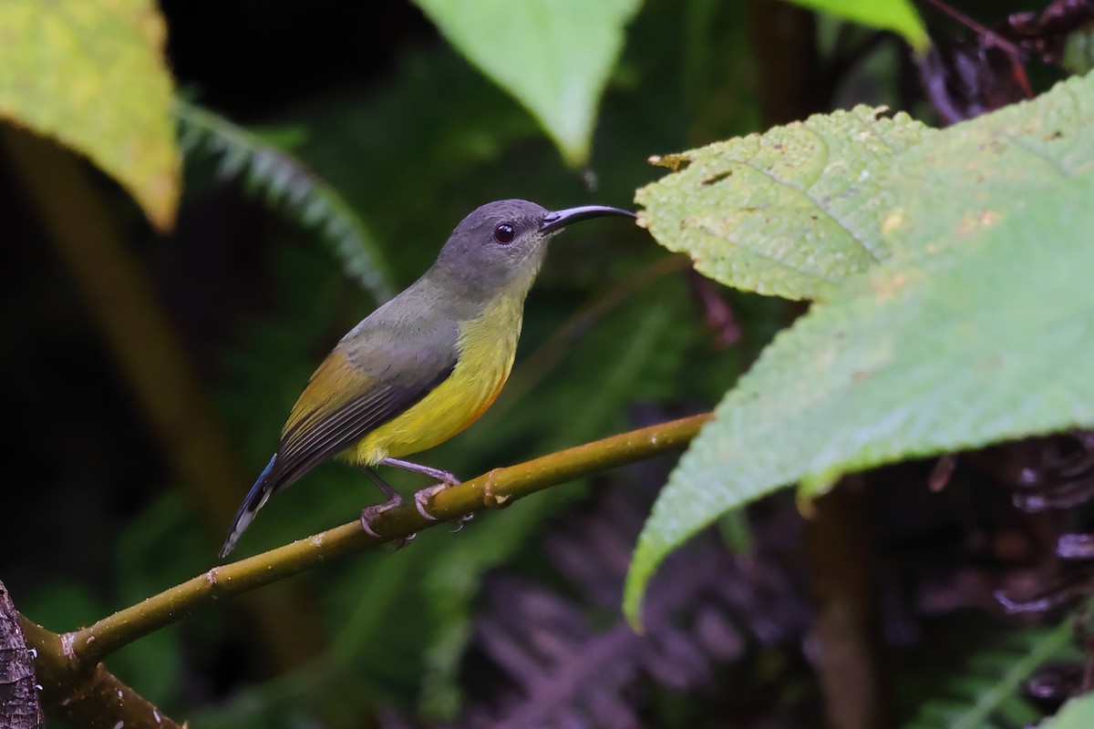 Lina's Sunbird - ML632935348