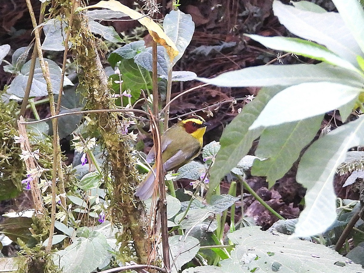 Golden-browed Warbler - ML632935416