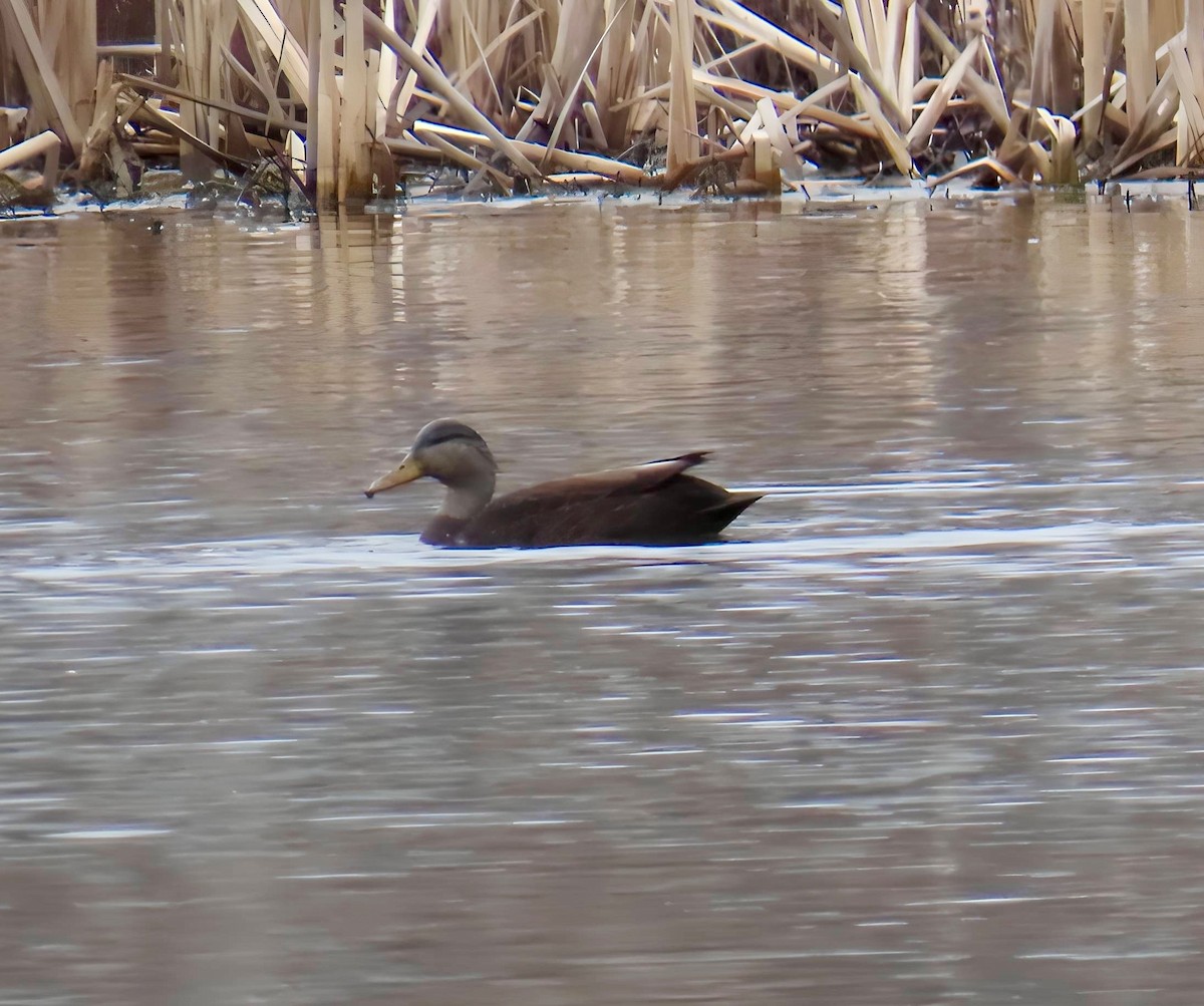 American Black Duck - ML632935493