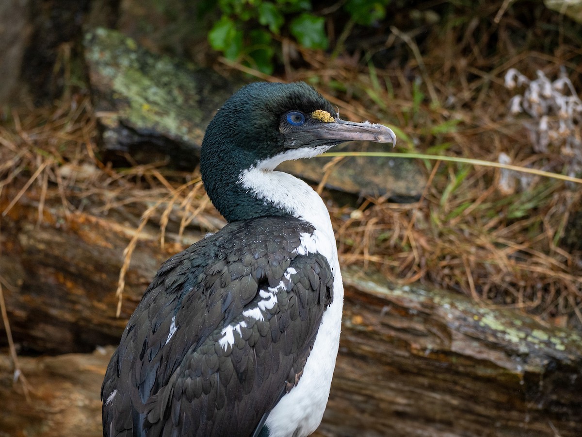 New Zealand King Shag - ML632935503
