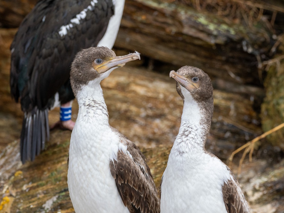 New Zealand King Shag - ML632935505