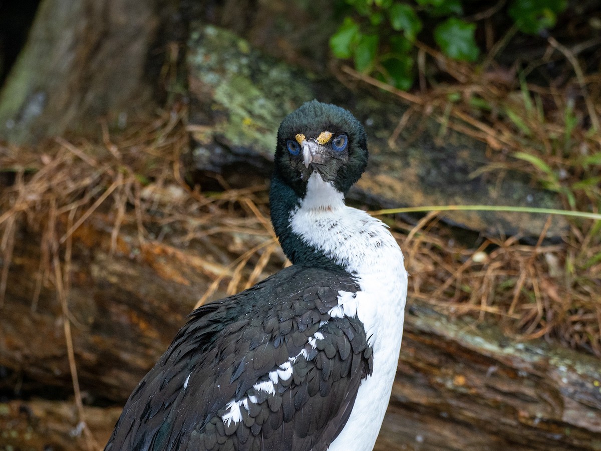 New Zealand King Shag - ML632935508
