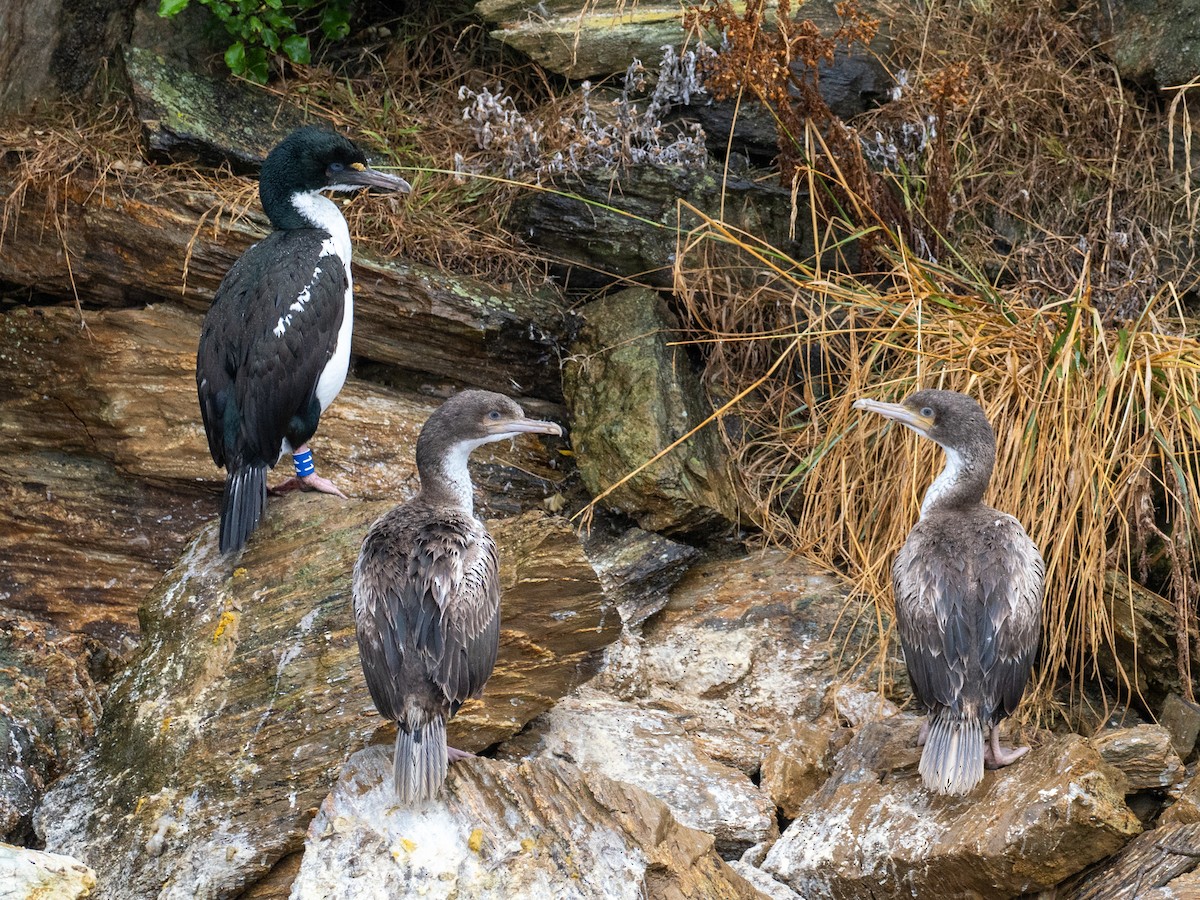New Zealand King Shag - ML632935509
