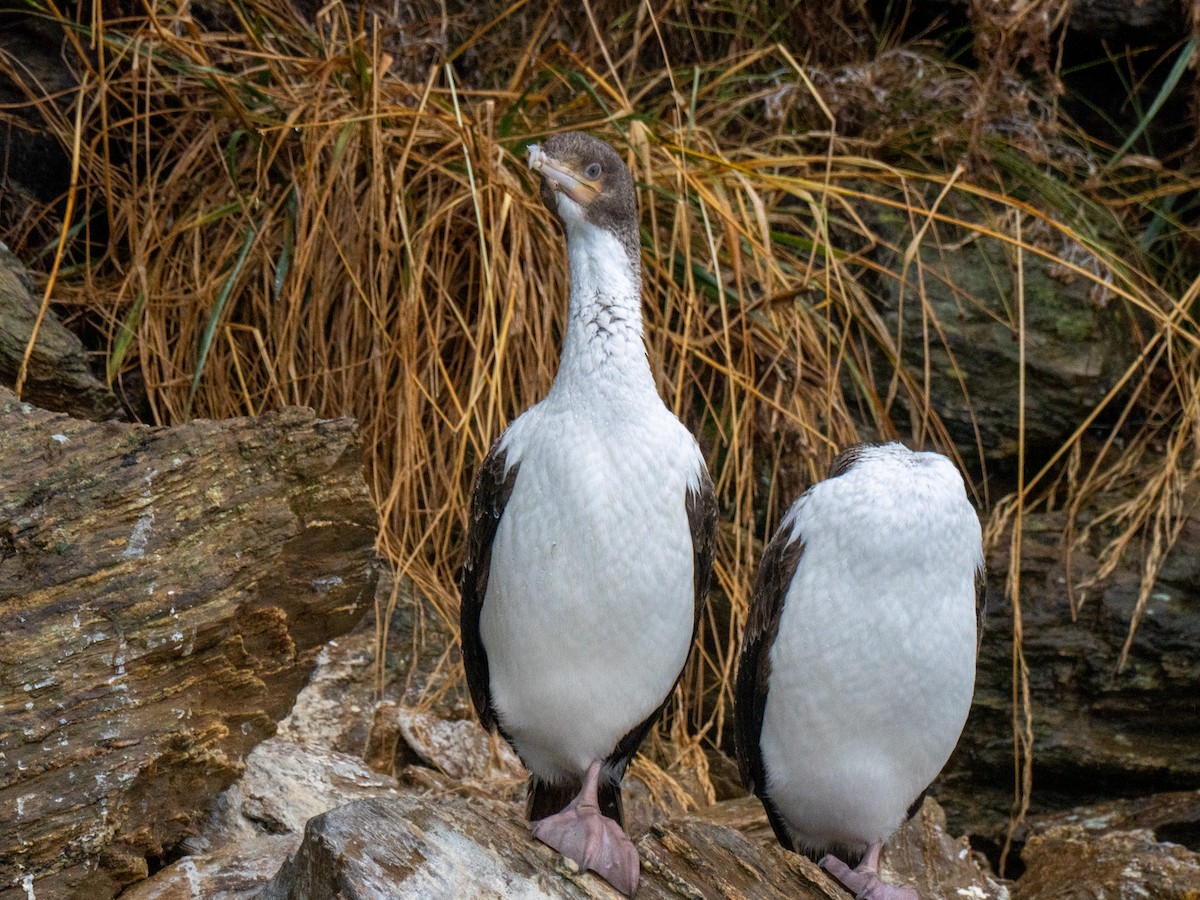 New Zealand King Shag - ML632935510