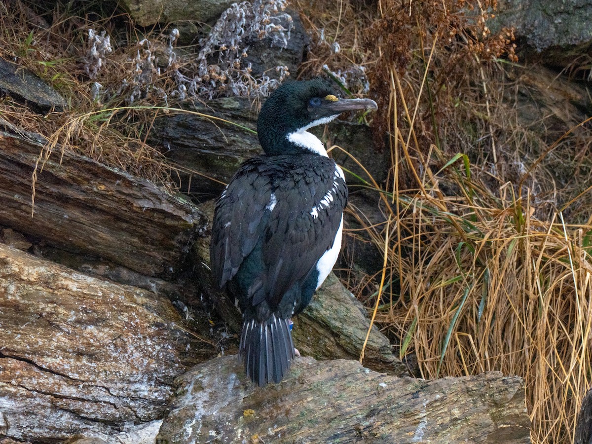 New Zealand King Shag - ML632935511