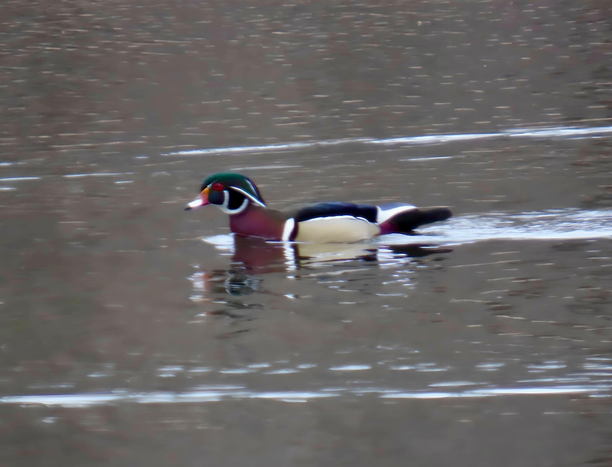Wood Duck - ML632935528