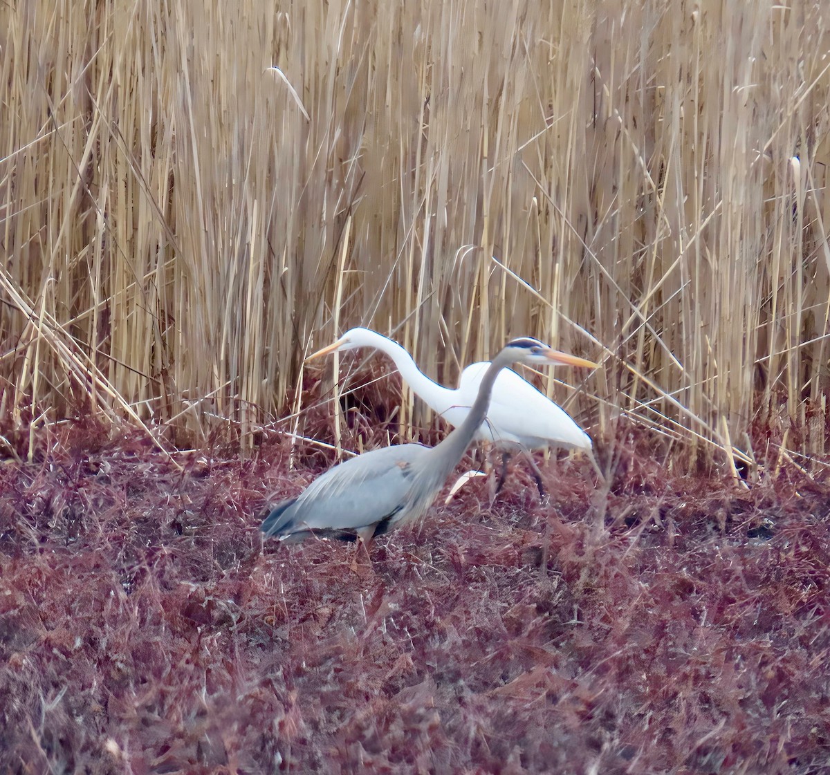 Great Egret - ML632935566