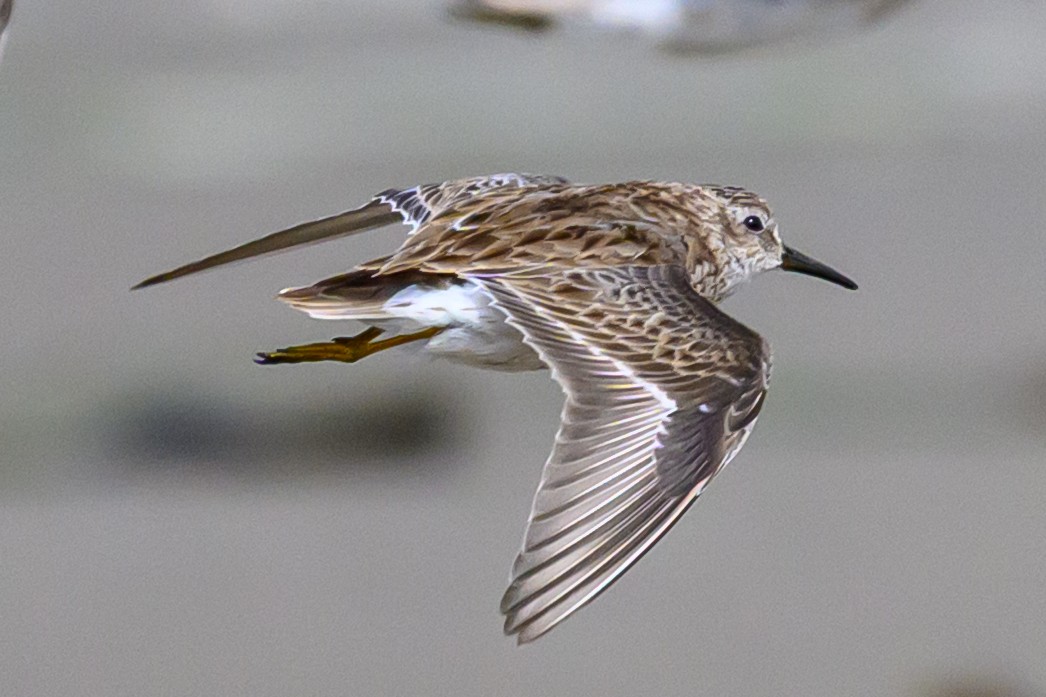 Least Sandpiper - ML632935567