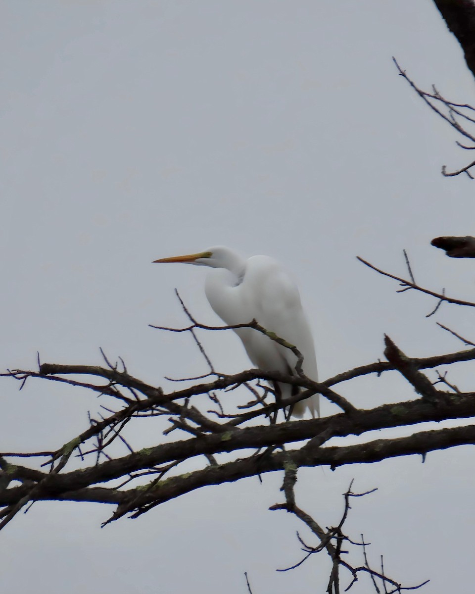 Great Egret - ML632935590