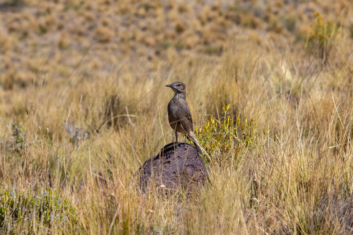 Black-billed Shrike-Tyrant - ML632935696