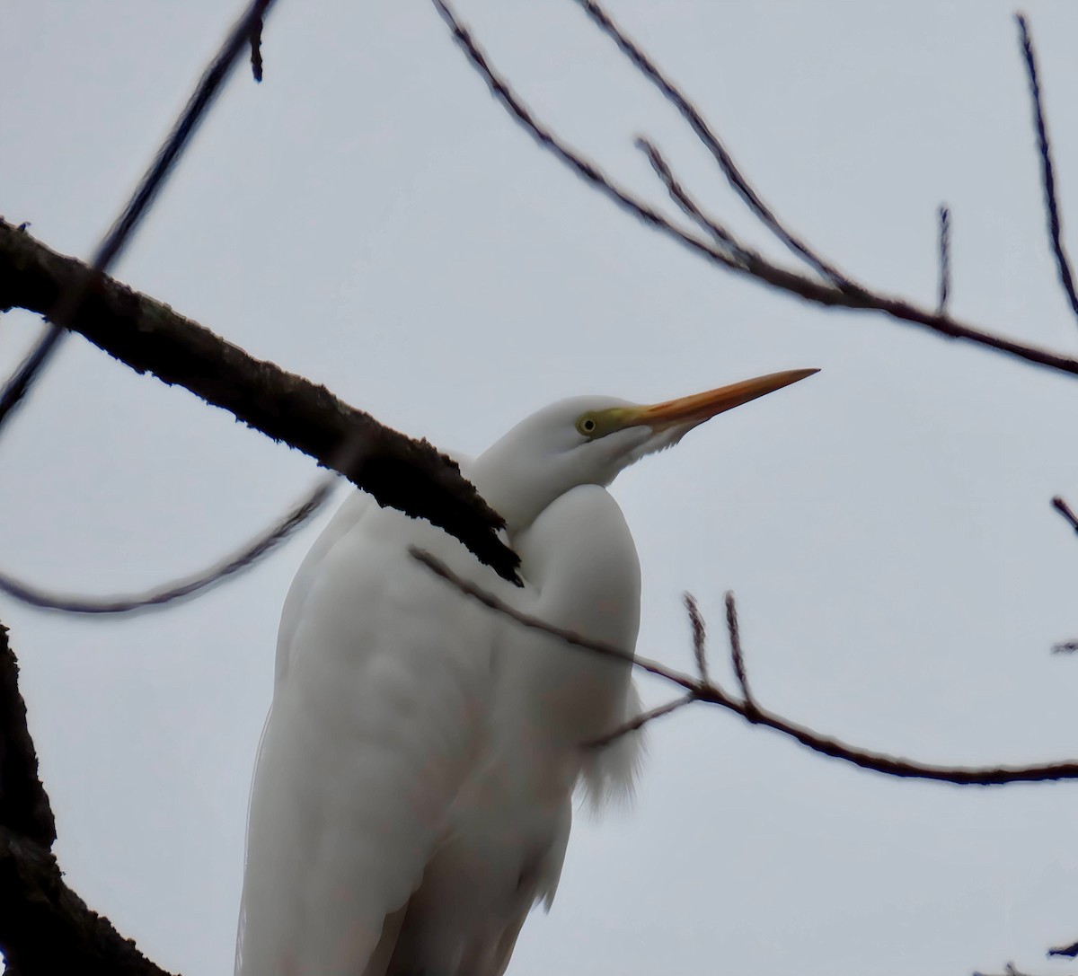 Great Egret - ML632935761