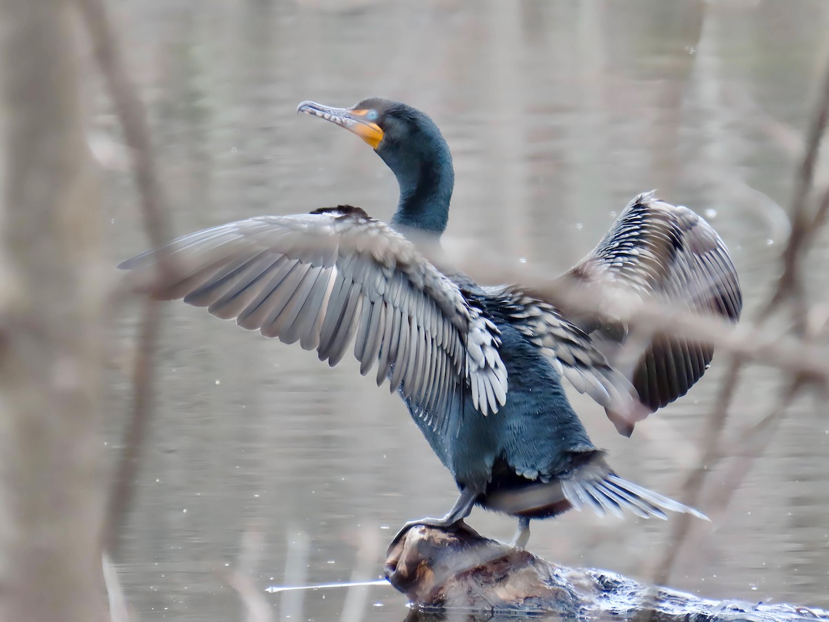 Double-crested Cormorant - ML632935773