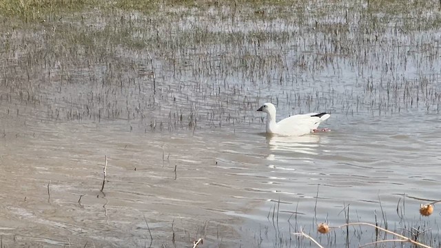 Ross's Goose - ML632935806