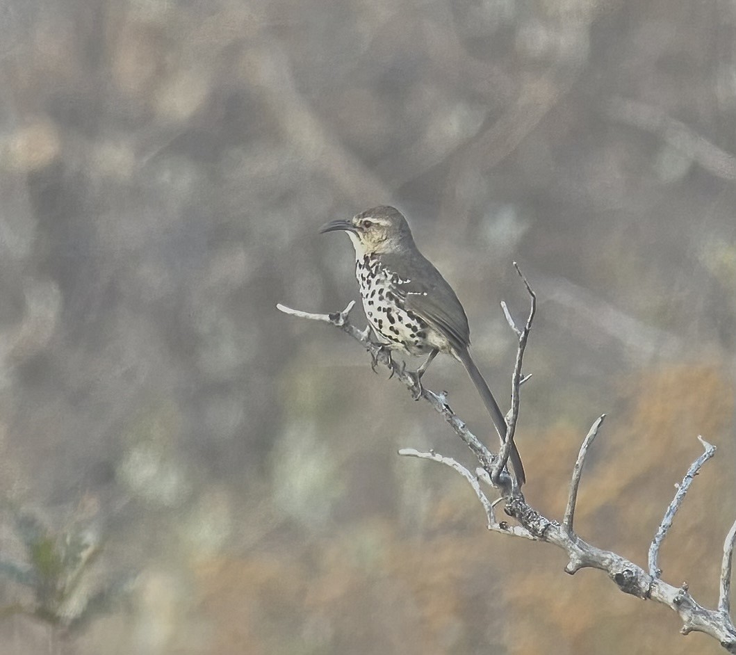 Ocellated Thrasher - ML632935866